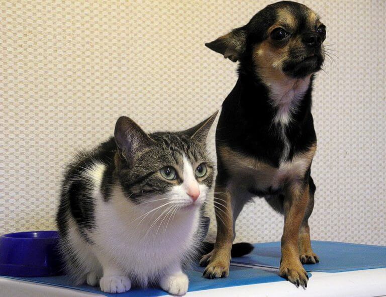 cat-and-dog-975023_960_720